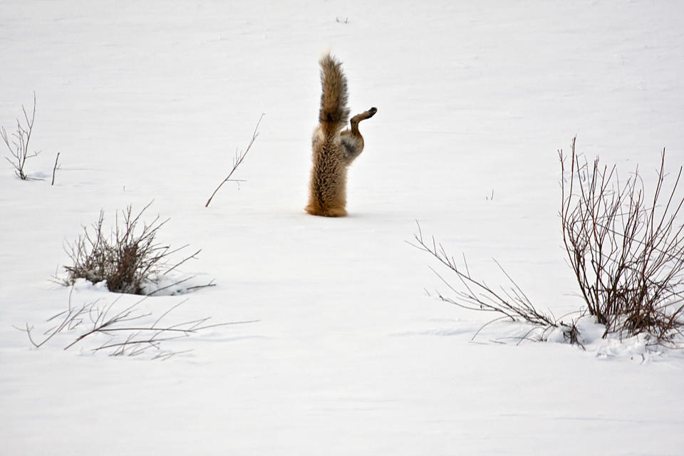 <b>Honorable Mention: Red Fox catching mouse under snow</b> <br> With his exceptional hearing a red fox has targeted a mouse hidden under 2 feet of crusted snow. Springing high in the air he breaks through the crusted spring snow with his nose and his body is completely vertical as he grabs the mouse under the snow. <a href="http://ngm.nationalgeographic.com/ngm/photo-contest/" rel="nofollow noopener" target="_blank" data-ylk="slk:(Photo and caption by Micheal Eastman/National Geographic Photo Contest);elm:context_link;itc:0;sec:content-canvas" class="link ">(Photo and caption by Micheal Eastman/National Geographic Photo Contest)</a>