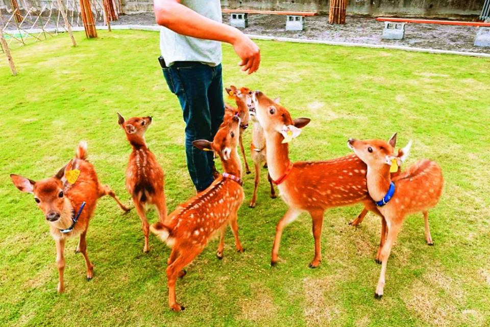 張美阿嬤農場飼養的梅花鹿。（中華旅行社提供）