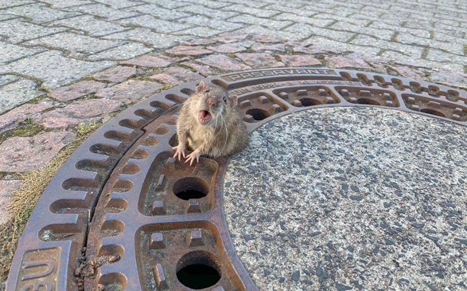 Nine people managed to extract the chubby sewer rat in a complex rescue operation - Tele