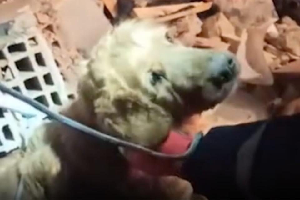 Dog Rescued from Rubble of Turkey Earthquake 5 Days After Deadly Disaster