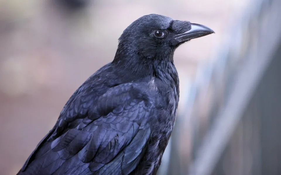 crows - Richard Newstead