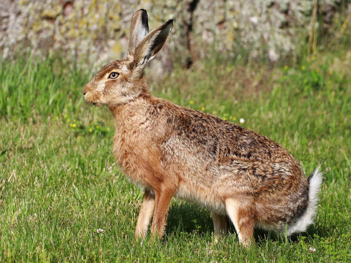 Hare-coursers can involve gangs, police say (Franz W via Pixabay)