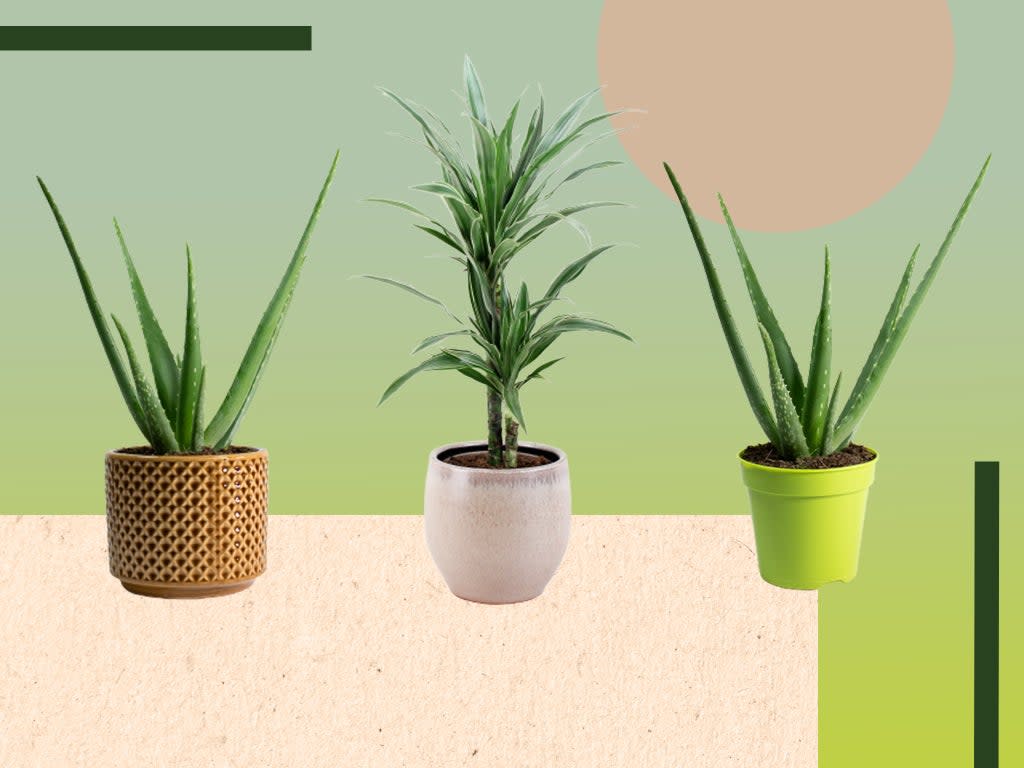 We considered how easy each plant was to care for, the conditions in which they thrived and, of course, how they looked (iStock/The Independent)