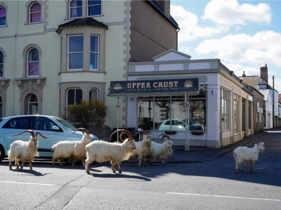 Mountain goats roam the streets of LLandudno on March 31 in Llandudno, Wales.