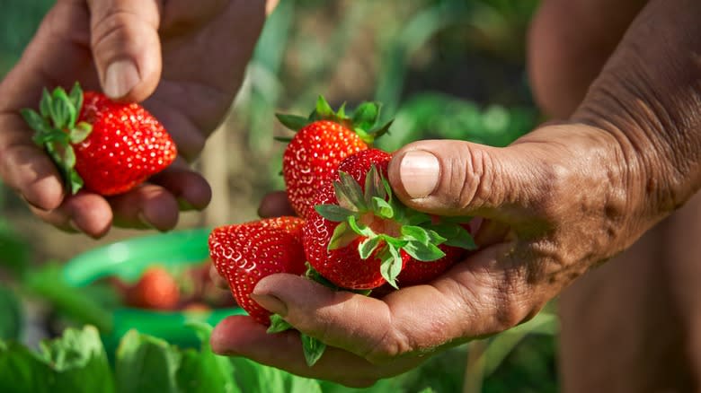 hands picking fresh strawberries