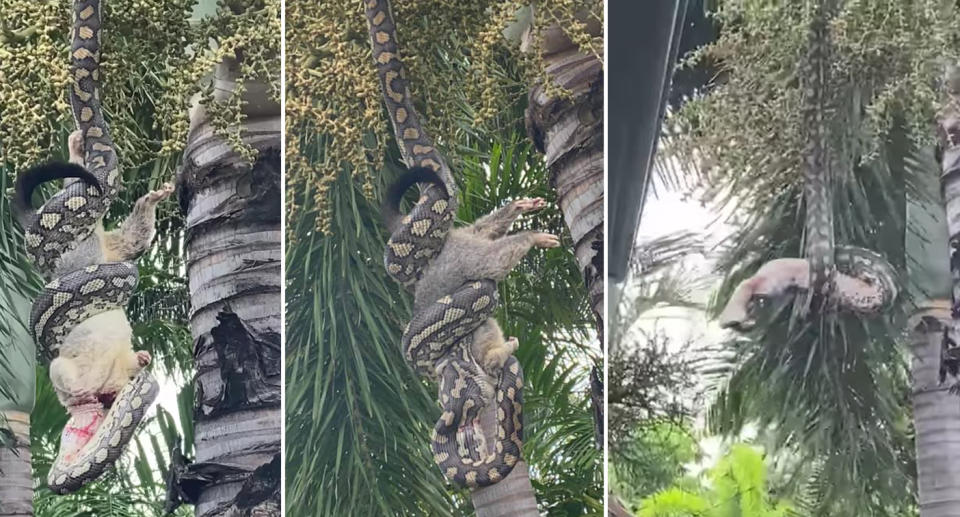 a carpet python swallows a possum whole in Queensland