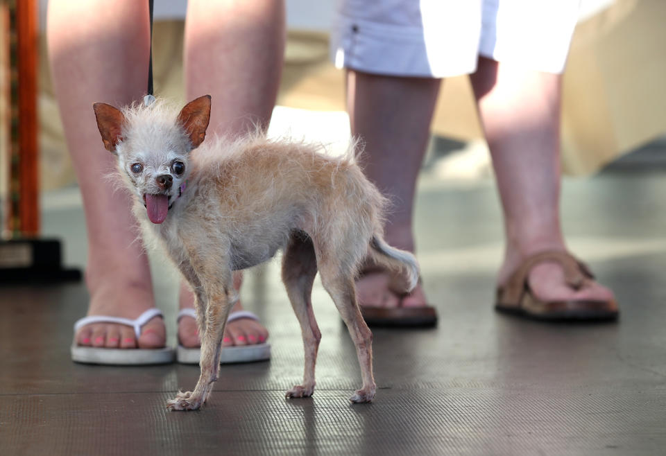 Canines Compete In World's Ugliest Dog Contest