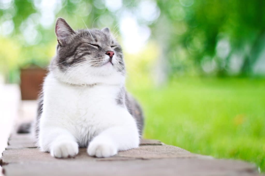 cat enjoying the outdoors