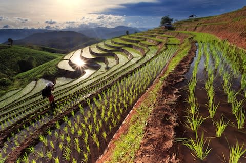 Rice fields in the countryside outside of Chiang Mai - Credit: narathip12 - Fotolia