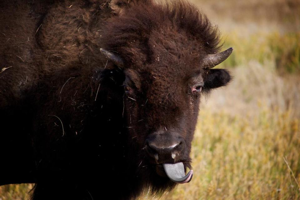 Nearly 1,300 buffalo are to be corralled by about 60 men and women on horseback at the 47th annual Buffalo Roundup in western South Dakota's Custer State Park. Media from across the world were allowed to tour the herds Sunday, Sept. 23, 2012, in anticipation of the Monday herding, which was expected to draw more than 12,000 spectators. (AP Photo/Amber Hunt)