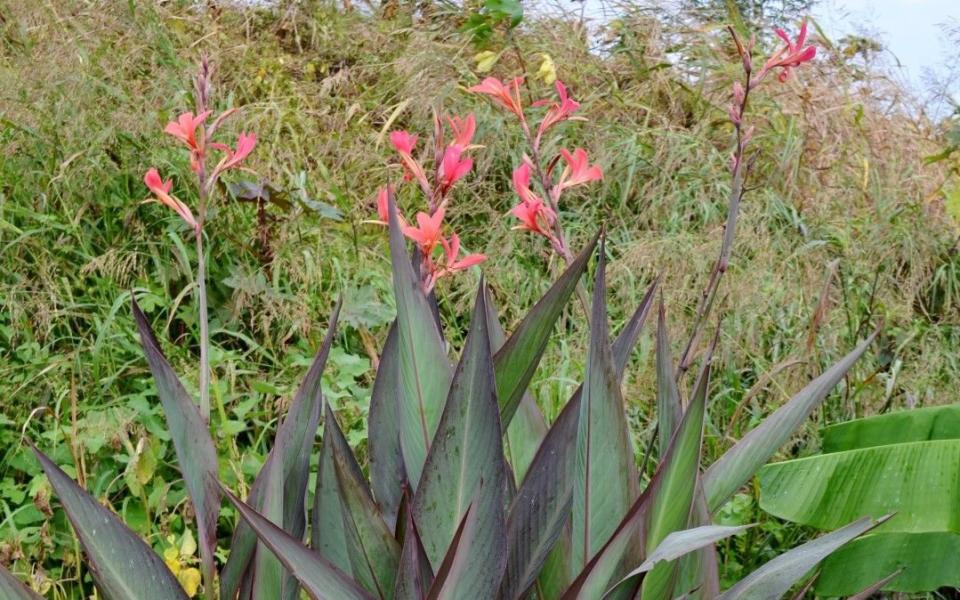 CANNA Bird of Paradise - Alamy