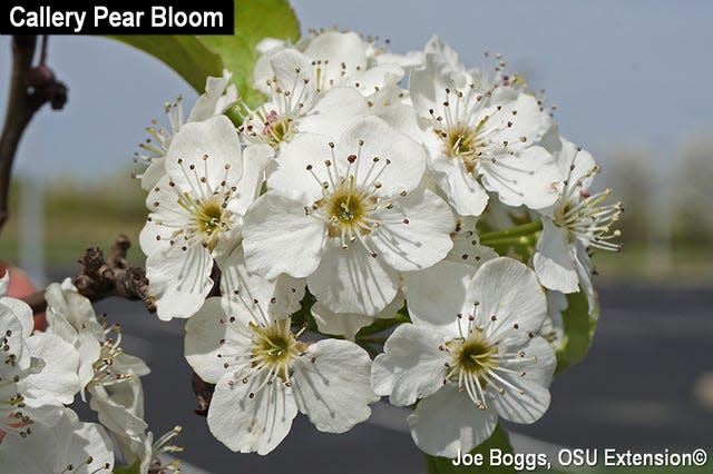 Callery pear was widely planted for its showy white flowers that appear in early spring.