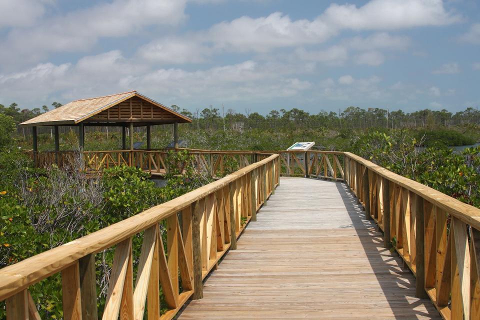 Boardwalk through a Mangrove swamp in Lucayan National Park on Grand Bahama Island