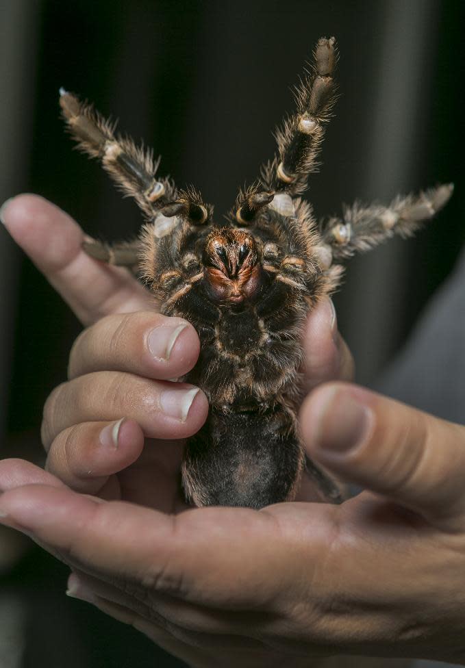In this photo taken Friday, Oct. 4, 2013, Nurse Dee Reynolds shows a Chilean Rose Hair tarantula, one of her 50 tarantulas at her home in Los Angeles. Tarantulas are the heaviest, hairiest, scariest spiders on the planet. They have fangs, claws and barbs. They can regrow body parts and be as big as dinner plates, and the females eat the males after mating. But there are many people who call these creepy critters a pet or a passion and insist their beauty is worth the risk of a bite. (AP Photo/Damian Dovarganes)