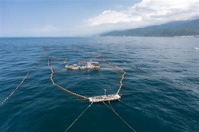 定置漁場風光 魚串起人與大海的距離