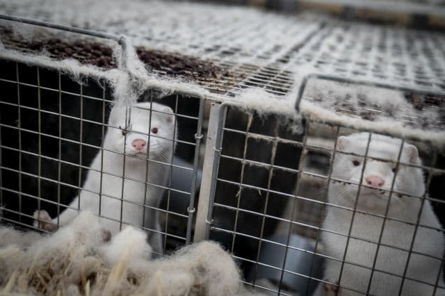 Virus Outbreak Denmark Minks