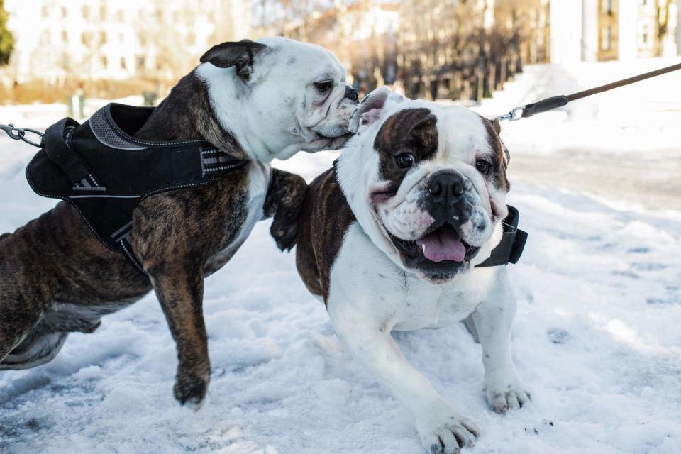 Two English bulldogs are pictured in Oslo, Norway, on February 7, 2022.