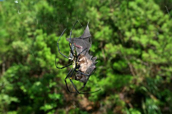 Bat-eating spiders are common and apparently creep around every continent, except Antarctica, devouring various bat species. Here, a dead bat (<em>Rhinolophus cornutus orii</em>) caught in the web of a female <em>Nephila pilipes</em> on Amami-O