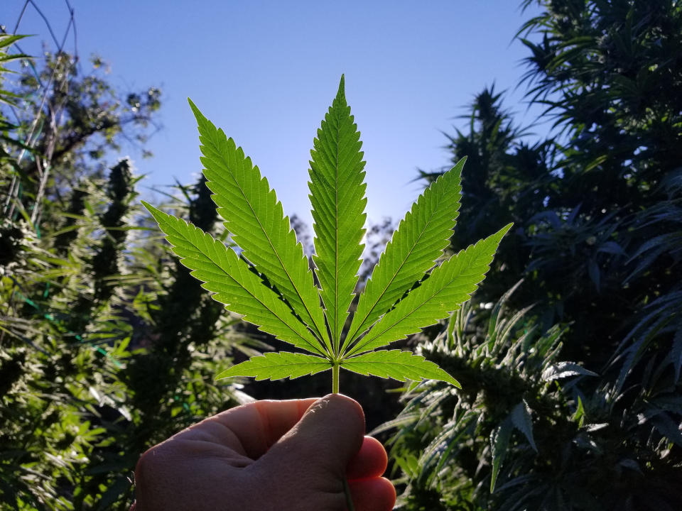 A hand holding a marijuana leaf in a field of marijuana.