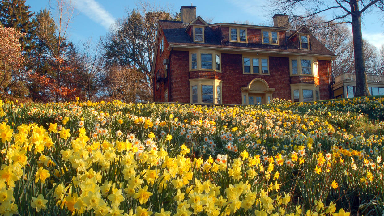 Summit, NJ, USA April 20, 2007 Daffodils Proliferate at the Reeves reed Arboretum, a Public Garden in Summit, New Jersey - Image.