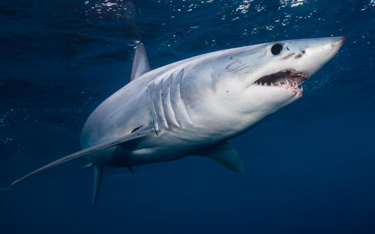 Videos shared online suggest that a Mako shark, like this one, was involved in at least one of the incidents - Richard Robinson/Cultura RF