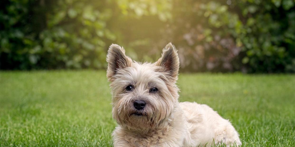 cairn terrier dog in garden