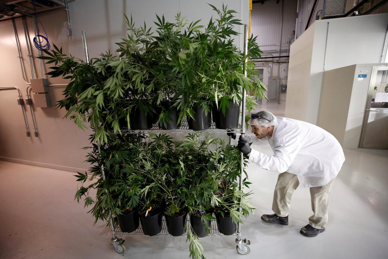 A worker pushes a cart of marijuana plants at the Canopy Growth Corporation facility in Smiths Falls, Ontario, Canada, January 4, 2018. REUTERS/Chris Wattie/File Photo