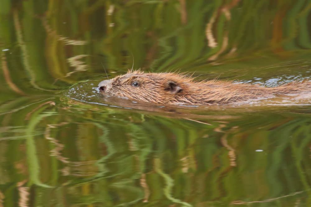 Beaver