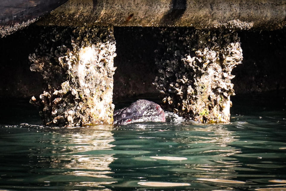 The lone right whale calf swims underneath the Morehead City port pier. In this photo, the calf is trapped between two oyster-covered pillars under the pier. The tip of its head is visible above the water line and the rest of its body is submerged.  / Credit: Jay W. Boone/NOAA