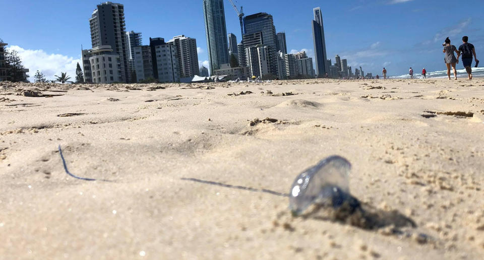 A bluebottle jellyfish washed-up on Surfer’s Paradise beach earlier this month. Source: Queensland Ambulance Service/Handout