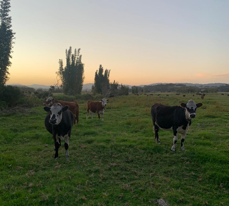 Cows new zealand