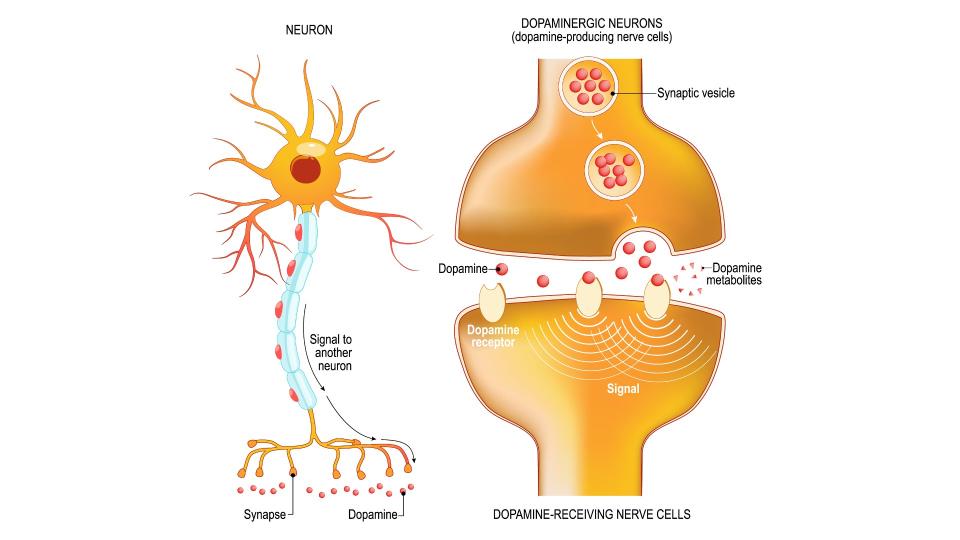 Labelled diagram of dopamine. This image shows  closeup presynaptic axon terminal, synaptic cleft, and dopamine-receiving nerve and dopamine-producing cells.