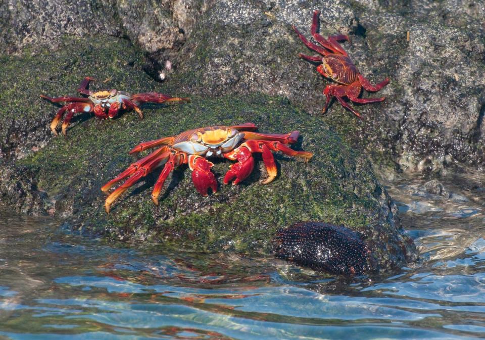 Sally Lightfoot Crabs were among the creatures Kris Harris Light most wanted to see on the Galapagos Islands.