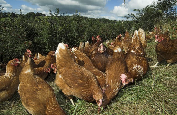 Poultry must be kept indoors for 30 days because of bird flu risk, warns government