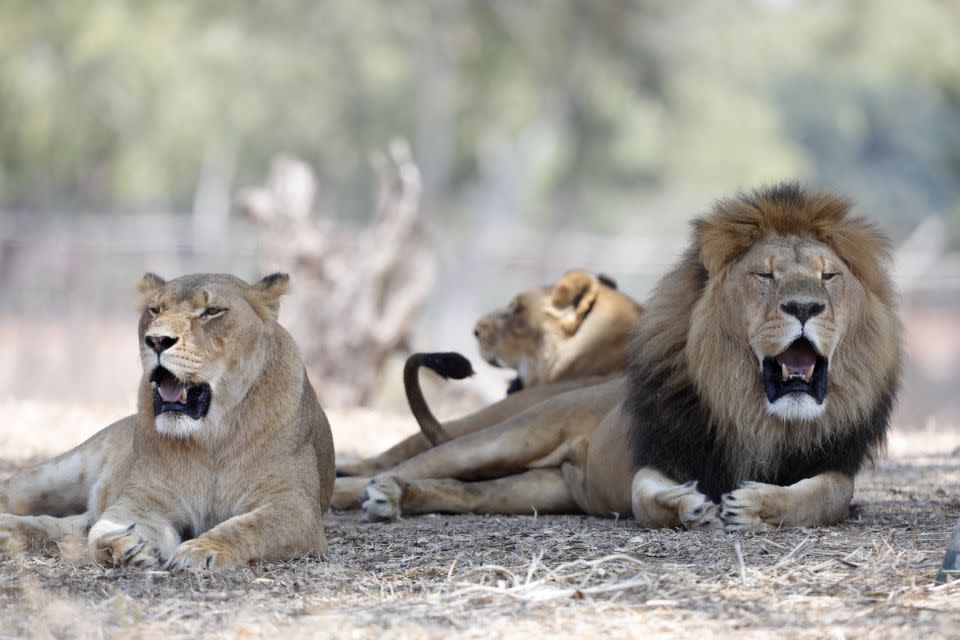 A new study reveals the extent of global wildlife loss in recent decades, with lions an 'emblematic' example. Source: AP