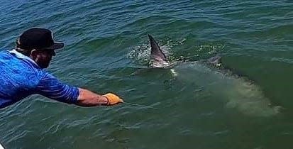 A tarpon was caught and released May 25, 2023 by an angler fishing aboard Grey Ghost charters with Capt. Chris Briton of Stuart.