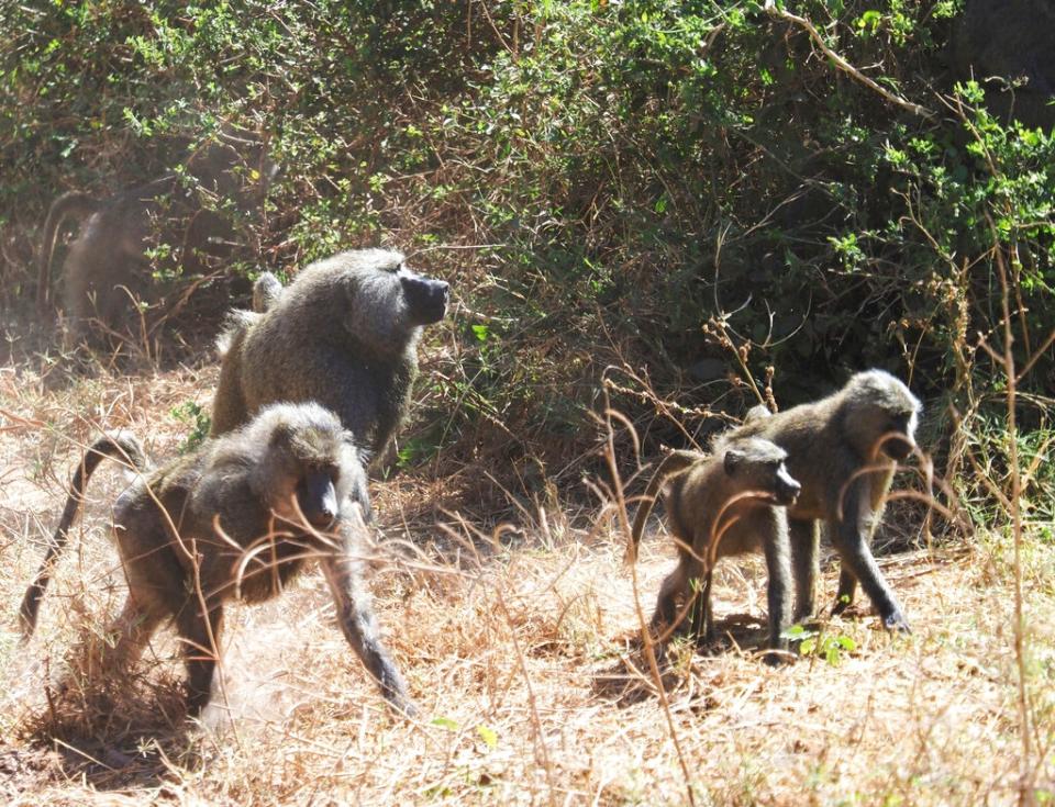 狒狒是《神鬼戰士2》的重要「鬥士」，圖為坦尚尼亞的「曼雅拉湖國家公園」內的狒狒群（圖片來源：美聯社）