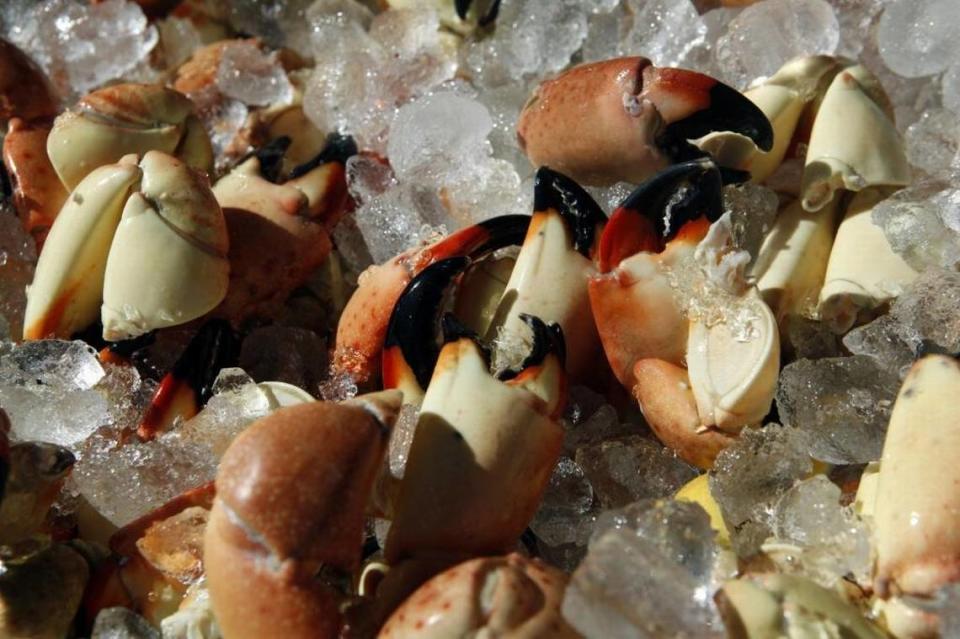 La temporada del stone crab comienza el 15 de octubre y se extiende hasta el 1º de mayo. MARSHA HALPER/mhalper@miamiherald.com