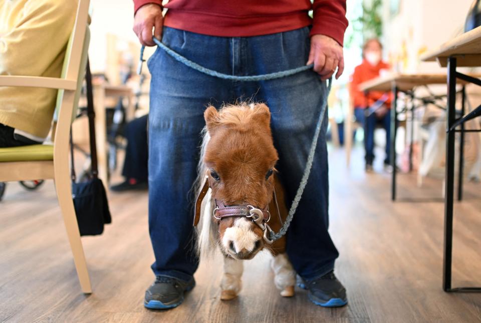 An elderly man holds the small Shetland pony Pumuckel on a leash in a nursing home in Kierspe, western Germany on October 21, 2022.