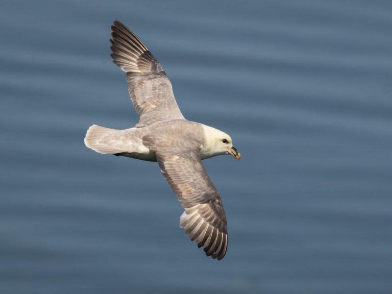 Plastic chemicals discovered inside bird eggs from remote Arctic