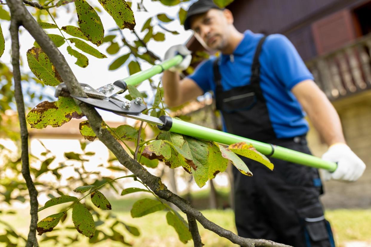 Gardener using loppers.