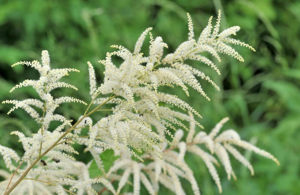 best perennial flowers plants goatsbeard