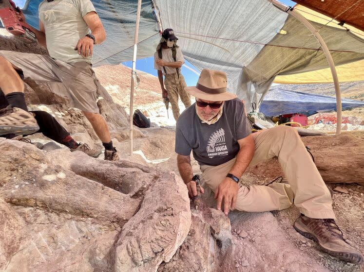 Paleontologist Luis Chiappe, director of the Dinosaur Institute at the Natural History Museum of Los Angeles County, removes dust from a stegosaurus fossil near Bitter Creek, Utah. July 22, 2022 (Corinne Purtill/Los Angeles Times)