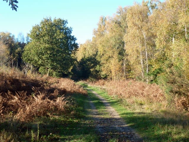 Havant Thicket, where police are looking for Louise Smith (Robin Webster/Creative Commons 2.0)