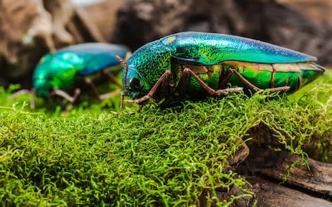 A jewel beetle  - Credit: Alamy&nbsp;