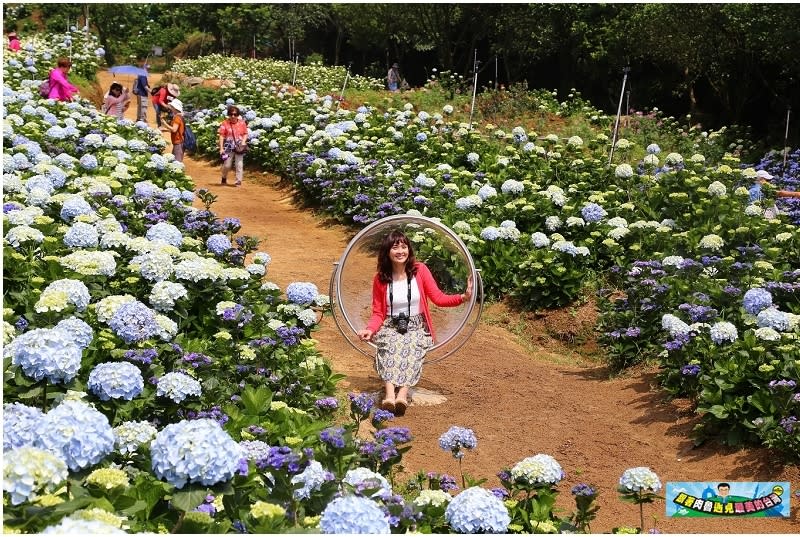 新北市萬里｜高家繡球花