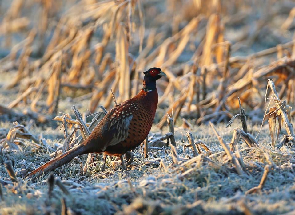 AKNUTSFORD, ENGLAND - DECEMBER 11: A pheasant forages in a frozen field on December 11, 2012 in Knutsford, England. Forecasters are warning that the UK could experience the coldest day of the year so far tomorrow, as temperatures could drop as low as -14C, bringing widespread ice, harsh frosts and freezing fog. Travel disruption is expected with warnings for heavy snow. (Photo by Christopher Furlong/Getty Images)