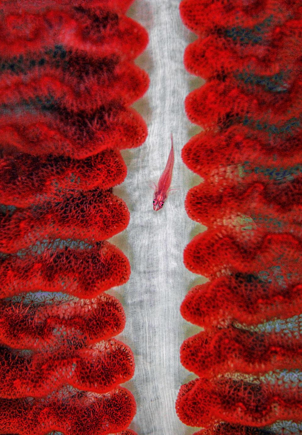 A redfish navigates through a colony of sea pen near Raja Ampat, Indonesia. | Courtesy of Chris Leidy—Assouline