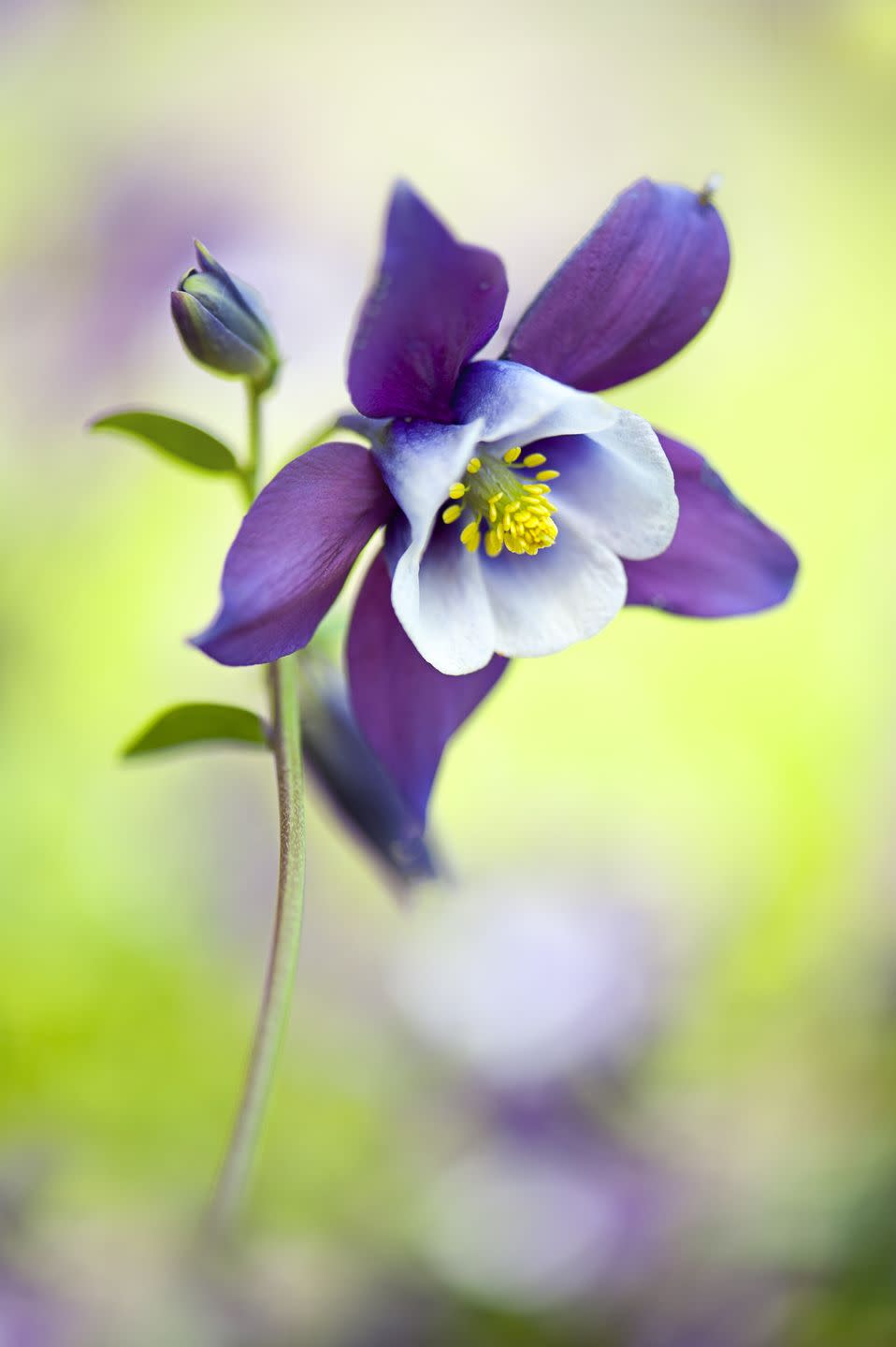 Spring Flower: Columbine