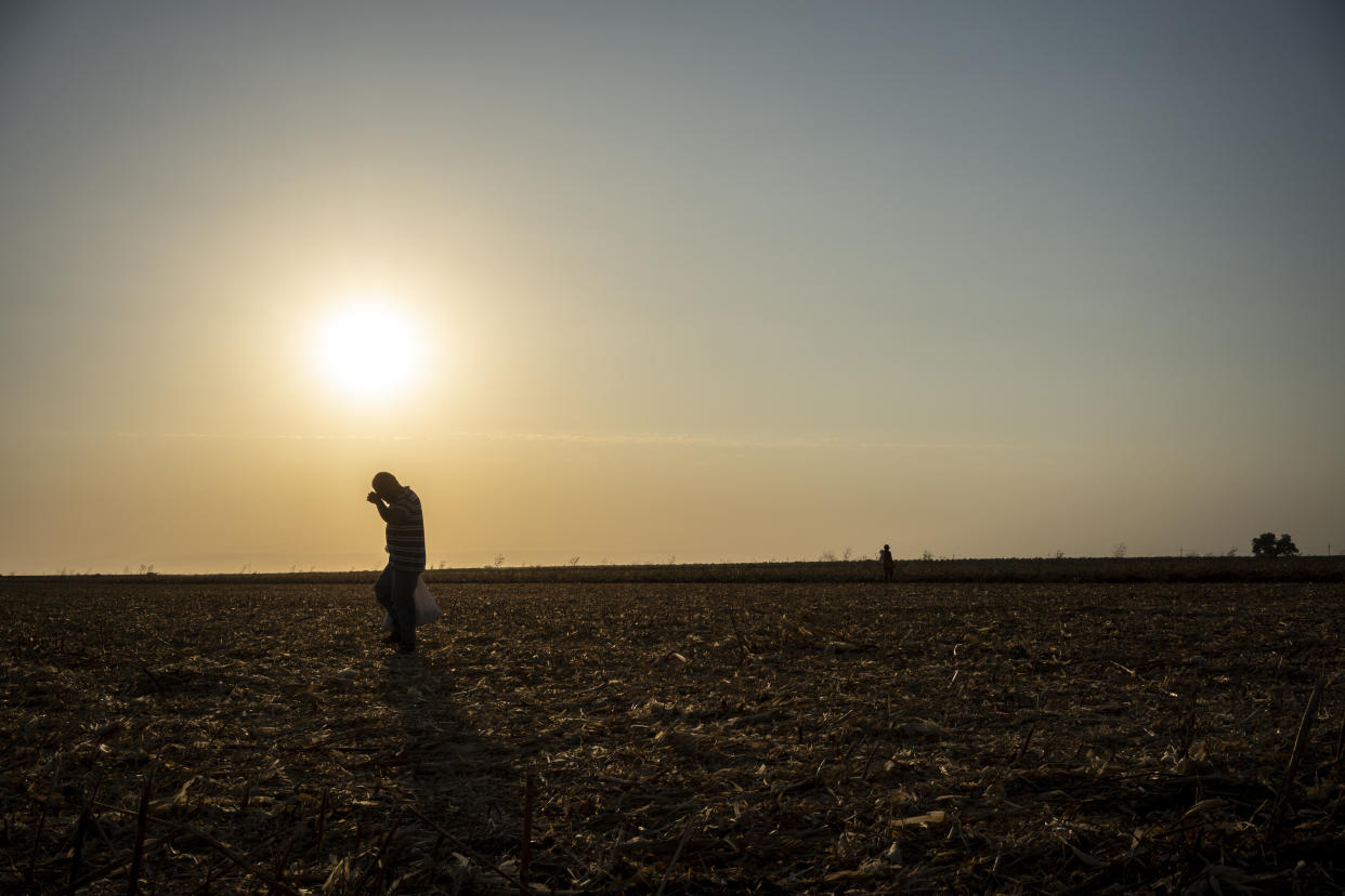 Marcos Rodríguez recoge maíz de un campo cosechado mientras se pone el sol en Jupare, Sonora, México, el martes 27 de junio de 2023. (César Rodríguez/The New York Times)